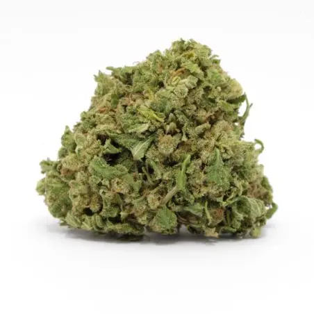 cbd-flower-wholesale-amnesia-haze-greenhouse-1