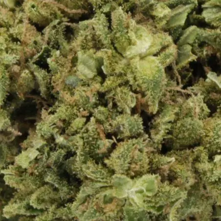 cbd-flower-wholesale-tropical-punch-greenhouse-2